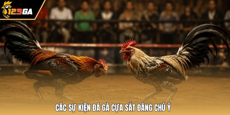 Các sự kiện đá gà cựa sắt đáng chú ý