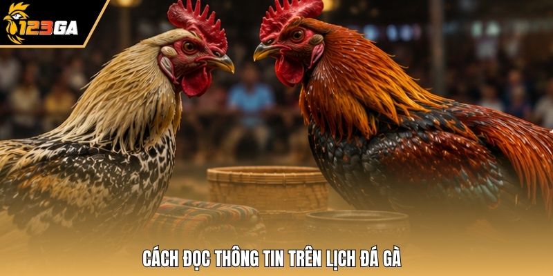 Cách đọc thông tin trên lịch đá gà