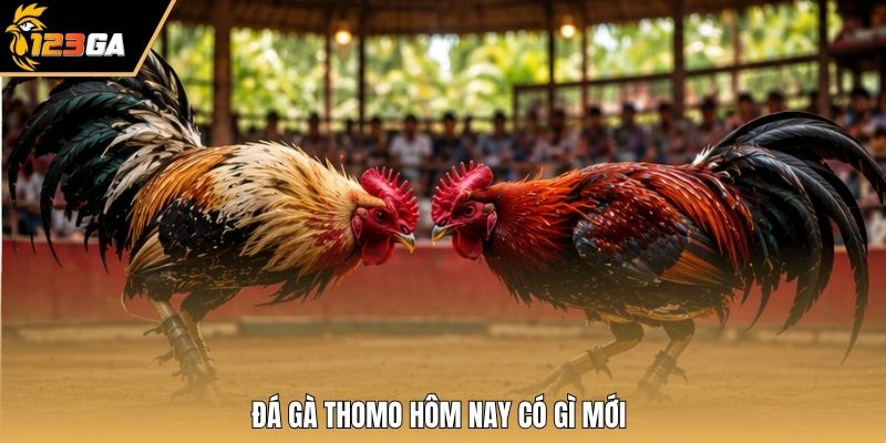 Đá gà thomo hôm nay có gì mới