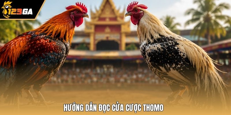 Hướng dẫn đọc cửa cược thomo