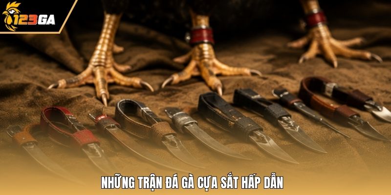 Những trận đá gà cựa sắt hấp dẫn